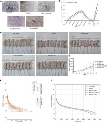 Suppression of Berberine and Probiotics (in vitro and in vivo) on the Growth of Colon Cancer With Modulation of Gut Microbiota and Butyrate Production